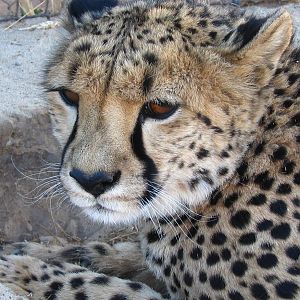 Cheetah