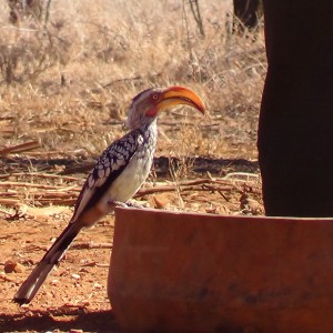 Hornbill