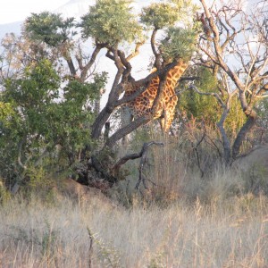 giraffe in SA