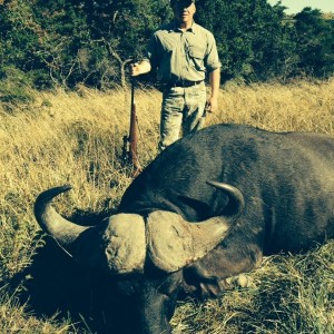 Cape Buffalo