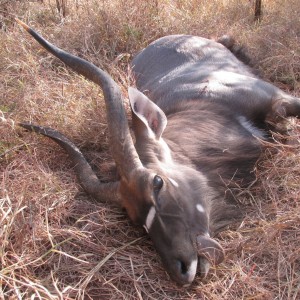 2014 nyala SA