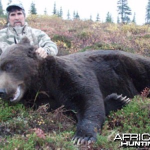 Brown Bear Hunt Alaska