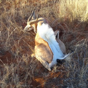 springbok flared