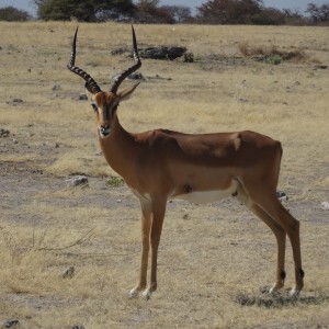 impala ram