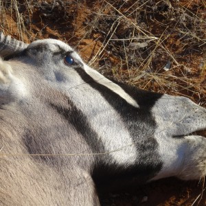 oryx with grass in mouth