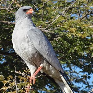 pale chanting goshawk