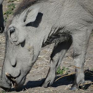 warthog