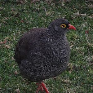 red-billed francolin