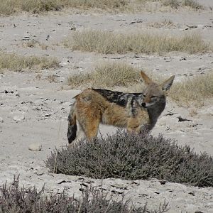 black-backed jackal