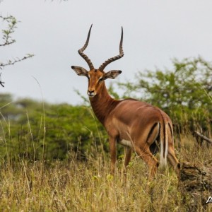 Impala