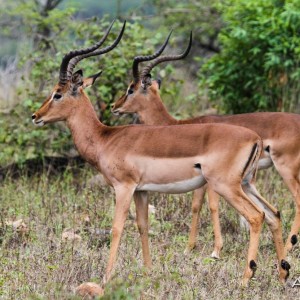 Impala