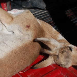 pronghorn 6BR 95gr BIB entrance wound