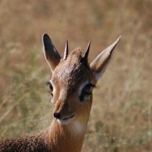 Damara Dik-Dik