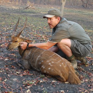 chobe bushbuck