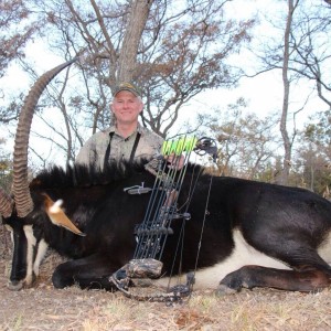 Sable antelope