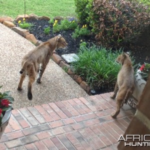 Bobcats in TX