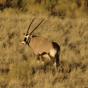 oryx in white hair grass