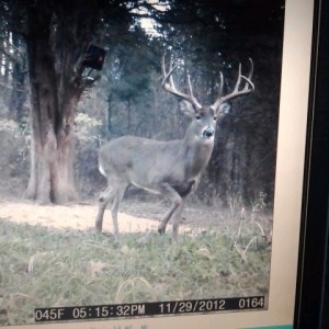 Jackpot on the plot cam in 2012, when he was bigger!