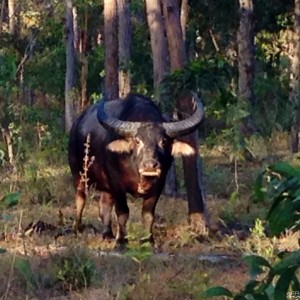 Water Buffalo