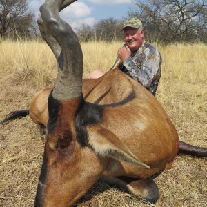 Red Hartebeest