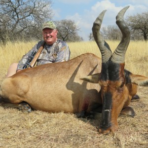 Red Hartebeest