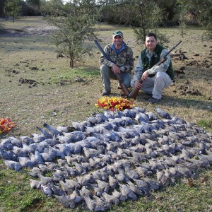 Dove Hunting in Argentina