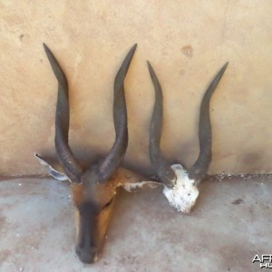 Bushbuck horns - left, retrieved from leopard catch and right  was hunted