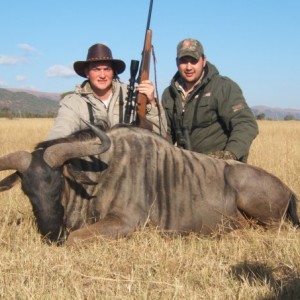 Blue Wildebeest