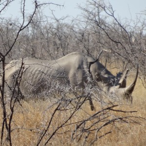 black rhino Etosha