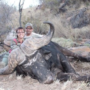 Cape Buffalo