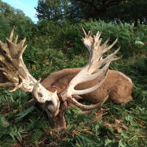 Fingers crossed the new British Record Red Stag