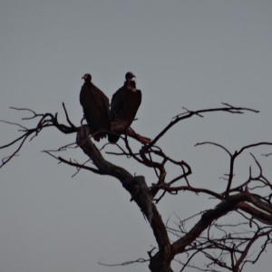 Vultures