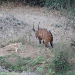 Bushbuck