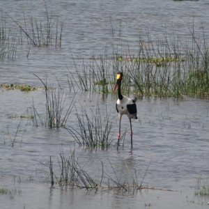 Marabou Stork