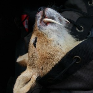 Chinese water deer hunting in England