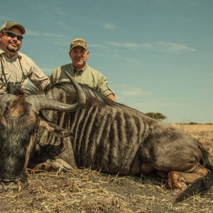 My Friend Rich's Blue Wildebeest