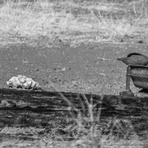 Baboon and Bushbuck