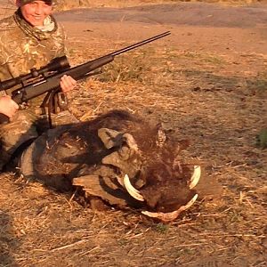 Warthog. Second day of hunting shot a 6 inch warthog.