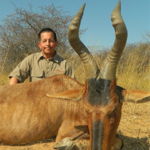 Red Hartebeest 2014