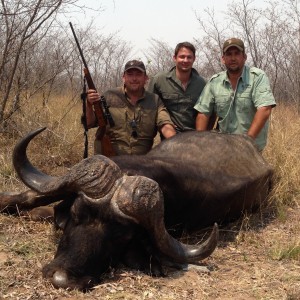 Big Old Cape Buffalo