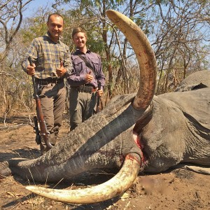 Elephant - Niassa, Mozambique