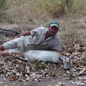 White duiker