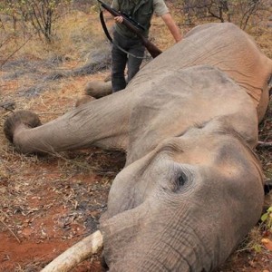 Elephant Hunting