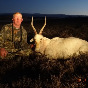 White Blesbok