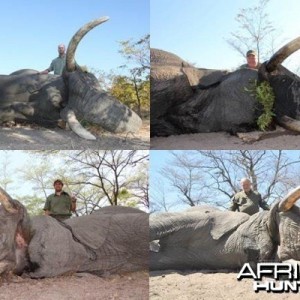 Elephant Namibia