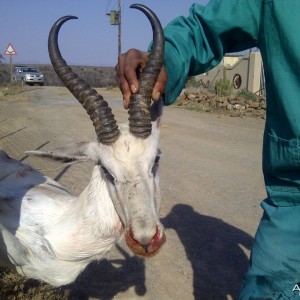 White Springbok