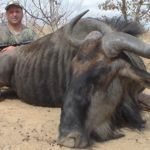 Blue Wildebeest