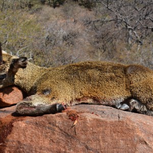 Klipspringer