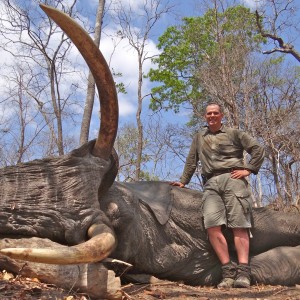 Elephant - Mozambique