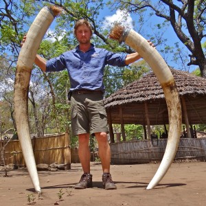 Elephant - Mozambique